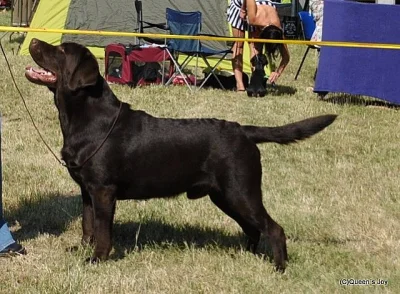Labrador s PP