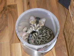Bengálská kočka