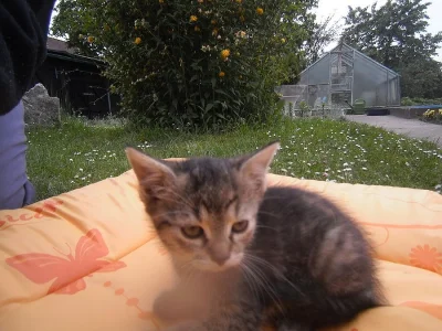 Tři krásná koťata  zadarmo