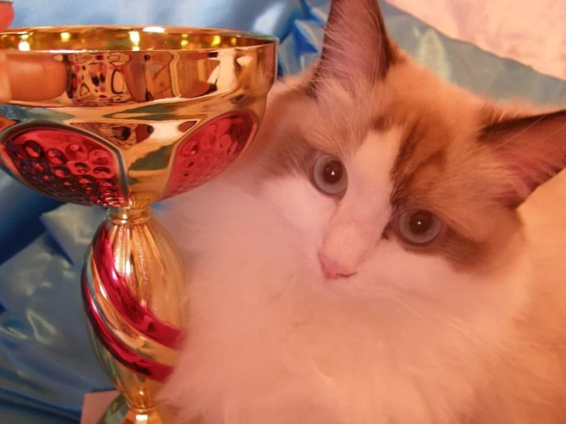 Ragdoll s PP - výstavní