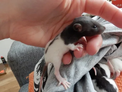 Potkaní
