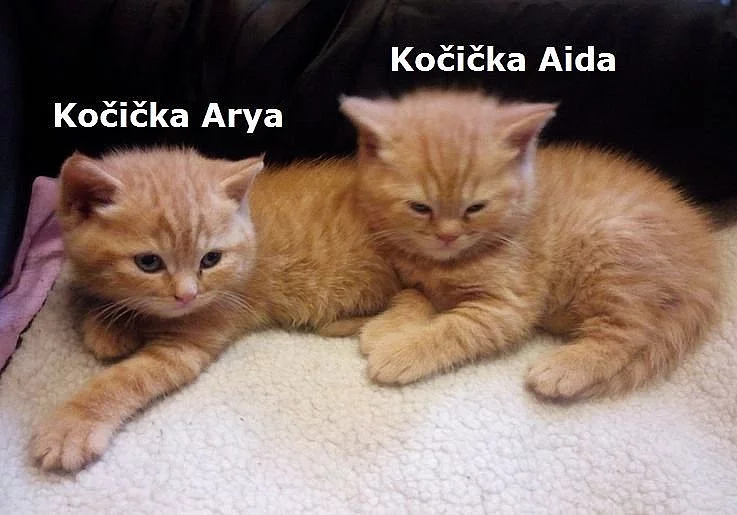 Prodáme koťata Red Kitty