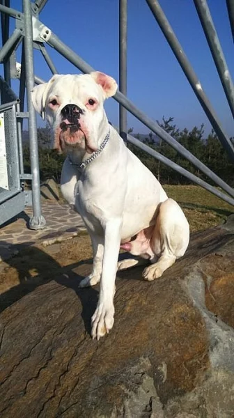 Daruji ročního psa boxera