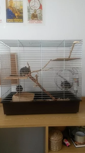 Osmák degu