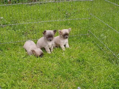 ČIVAVA PRAHA