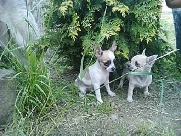 Čivava