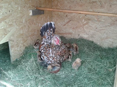 Kuřátka slepice rousné zakrslé tříbarevné