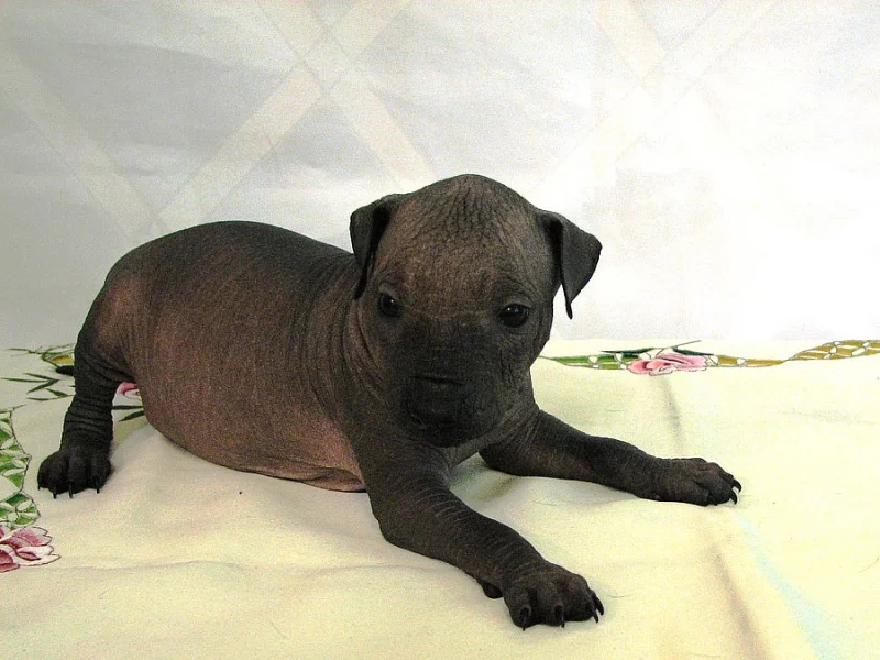Mexický naháč s PP - xoloitzquintle