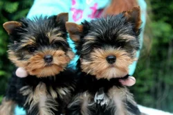 yorkshire terrier s PP