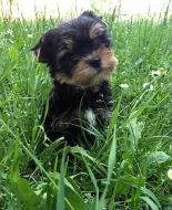 yorkshire terrier s PP