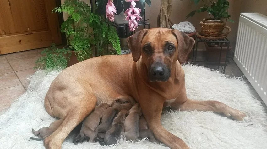 Rhodeský ridgeback štěňátka bez PP
