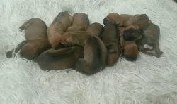 Rhodeský ridgeback štěňátka bez PP