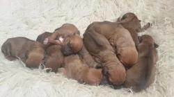 Rhodeský ridgeback štěňátka bez PP