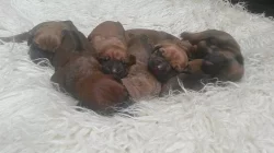 Rhodeský ridgeback štěňátka bez PP