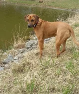 Rhodeský ridgeback štěňátka bez PP