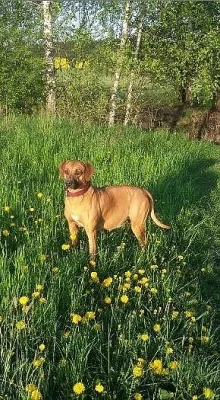 Rhodeský ridgeback štěňátka bez PP