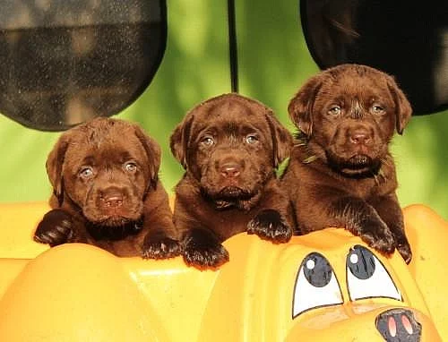 Štěňátka Labrador retrievera