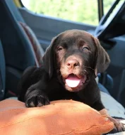 Štěňátka Labrador retrievera