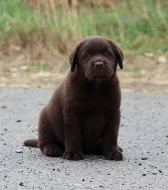 Štěňátka Labrador retrievera