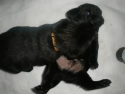 LABRADORSKÝ RETRÍVR