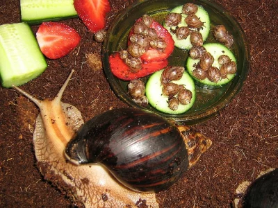 Achatina immaculata