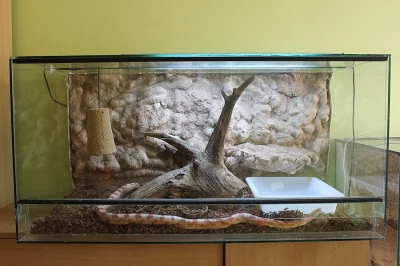 2 Velká vybavená terária a užovka červená (4 roky)