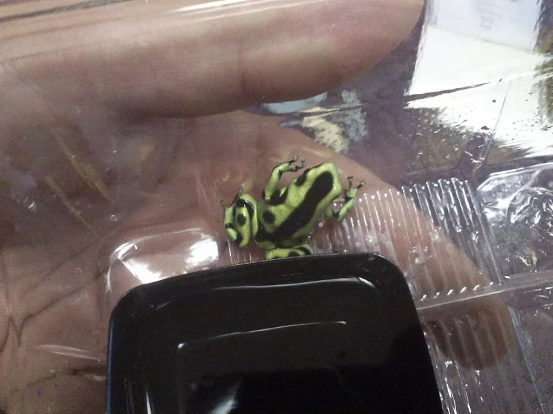 DENDROBATES AURATUS GREEN , D.LEUCOMELAS