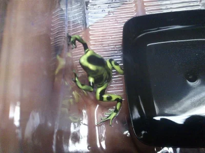 DENDROBATES AURATUS GREEN , D.LEUCOMELAS