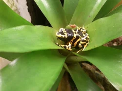DENDROBATES AURATUS GREEN , D.LEUCOMELAS