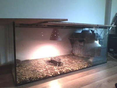 agama kocicinska + terarium