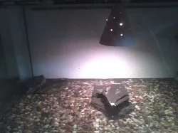 agama kocicinska + terarium