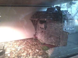 agama kocicinska + terarium