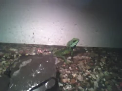agama kocicinska + terarium