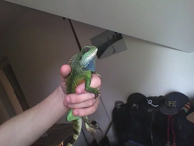 agama kocicinska + terarium