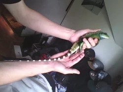 agama kocicinska + terarium