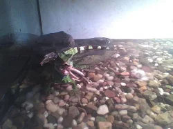 agama kocicinska + terarium