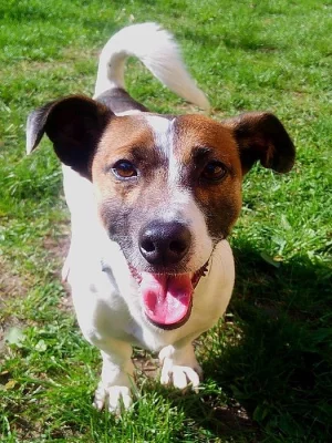 JACK - pes, x JRT, Jack Russell Teriér - HLEDÁ DOMOV