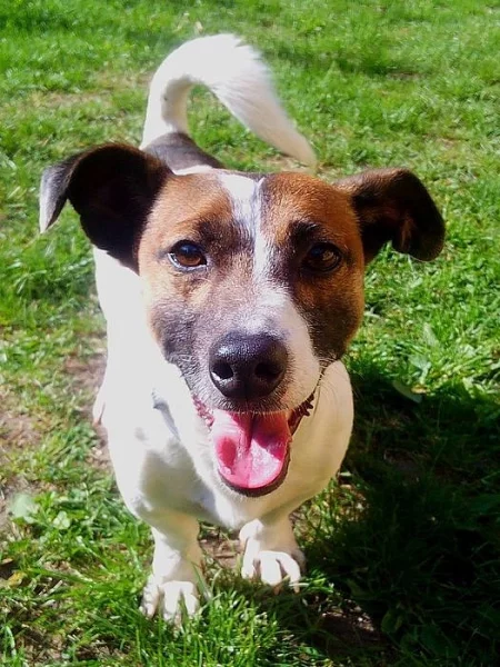 JACK - pes, x JRT, Jack Russell Teriér - HLEDÁ DOMOV