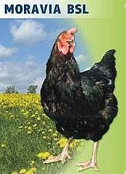 ŠPIČKOVÉ KUŘICE - DOVOZ NA ADRESU ZDARMA!