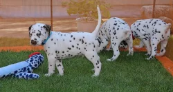 Dalmatin štěně s PP