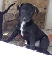 5 krásných pejsků whippeta