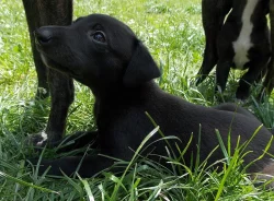 5 krásných pejsků whippeta