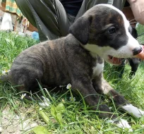 5 krásných pejsků whippeta