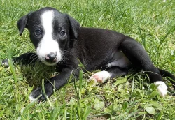 5 krásných pejsků whippeta