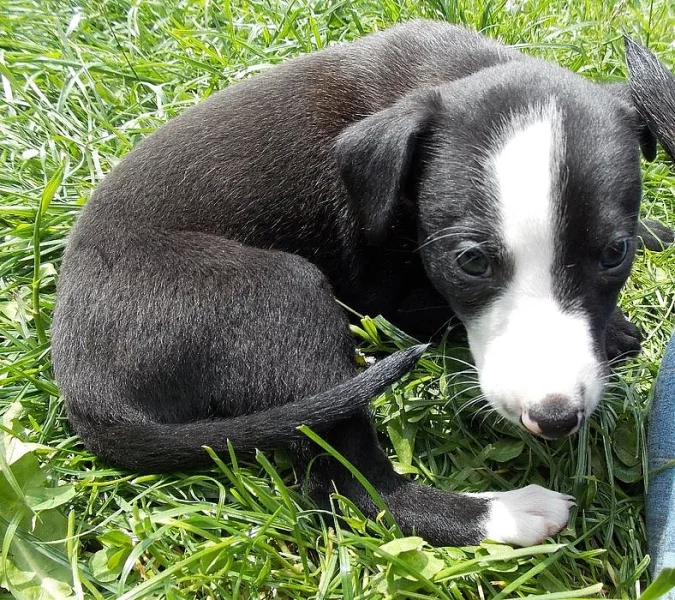 5 krásných pejsků whippeta