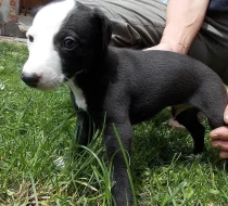 5 krásných pejsků whippeta