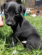 5 krásných pejsků whippeta