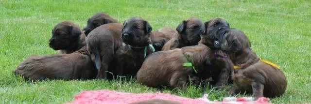 Briard štěňátka