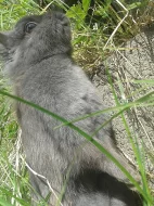 Prodám šedého lvíčka