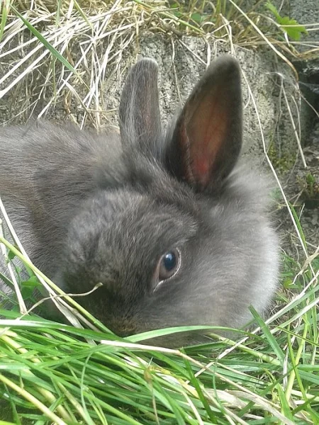 Prodám šedého lvíčka